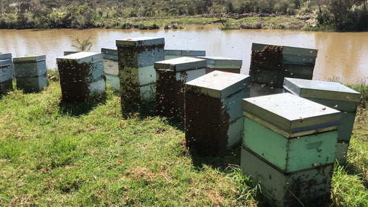 How to Start Your First Beehive to Produce Manuka Honey: A Sweet Journey-The Tiny Honey Company