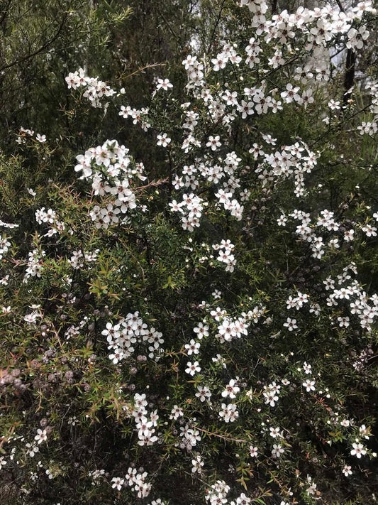 Can You Use Manuka Honey for Acne?