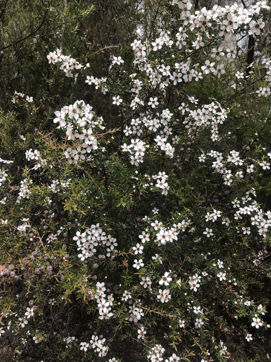 Manuka tree New Zealand