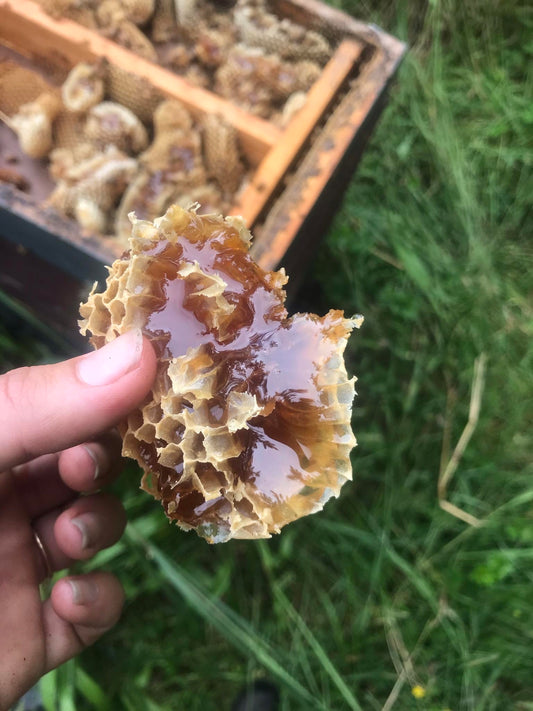 Why you should buy New Zealand Manuka honey-The Tiny Honey Company