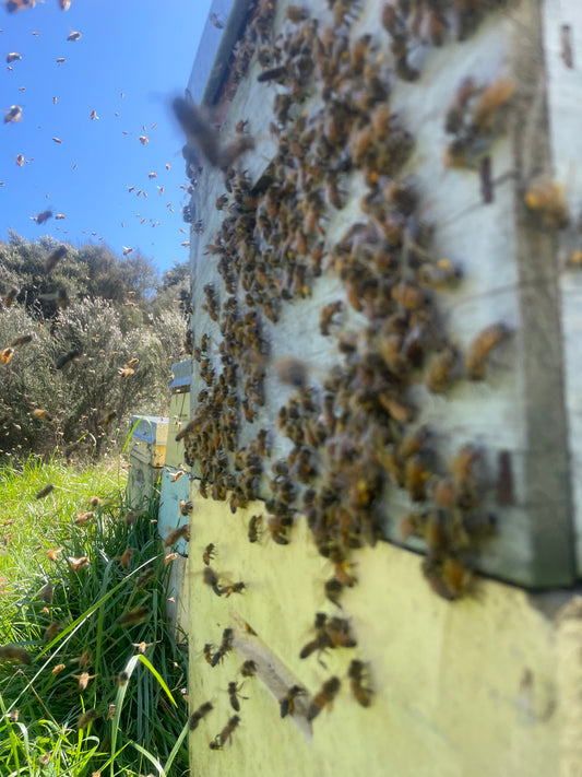 Manuka Wars: The Untold Story of New Zealand’s Honey Boom